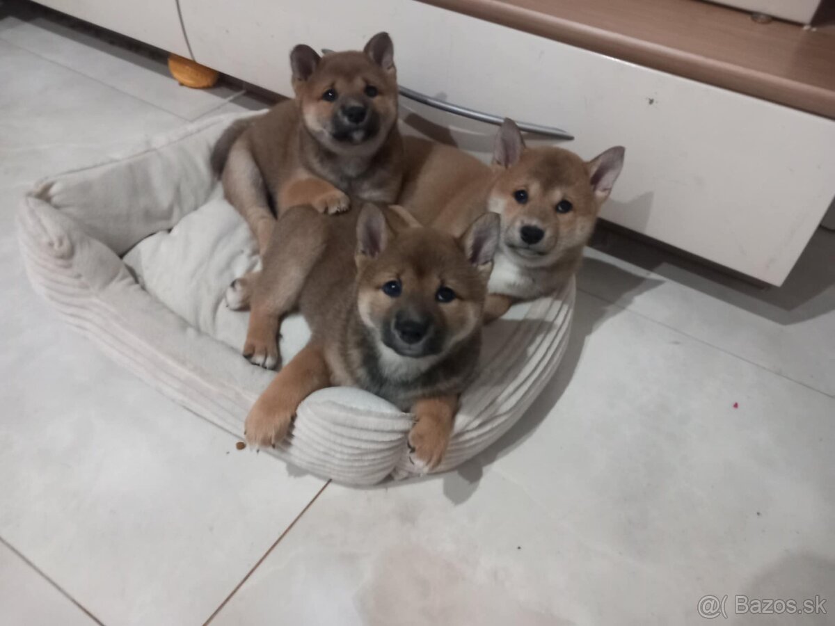 Shiba inu - 3