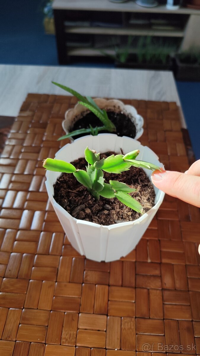 Predám sadu Aloe a kaktusu - 3