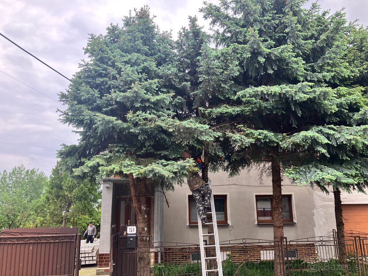 Pílenie stromov - 3