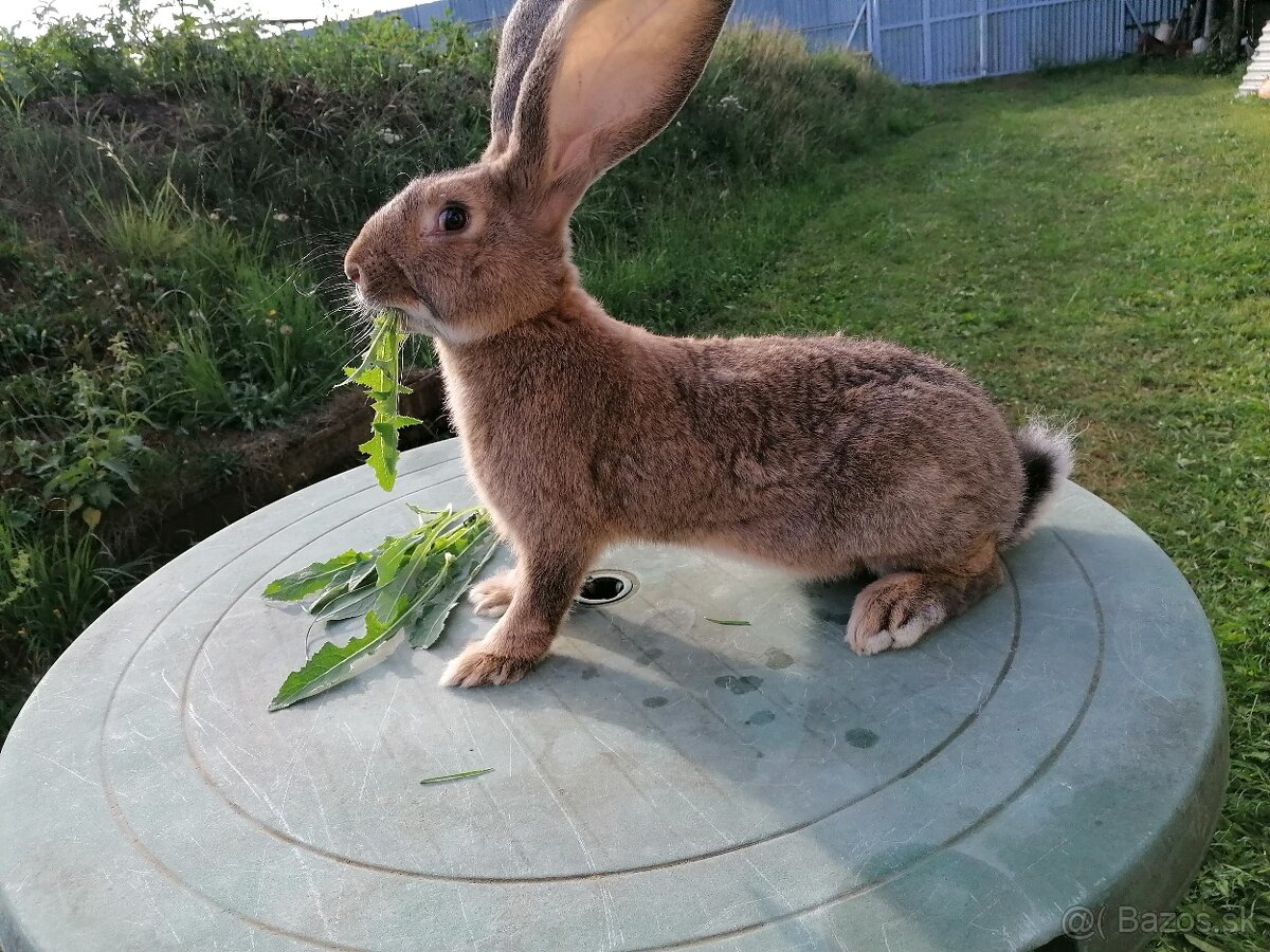 belgický obor, nemecký obrovitý strakoš - 3