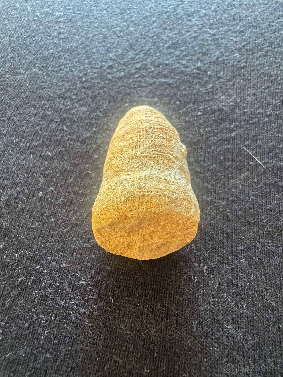 Skamenelina stonky praslicky - 3