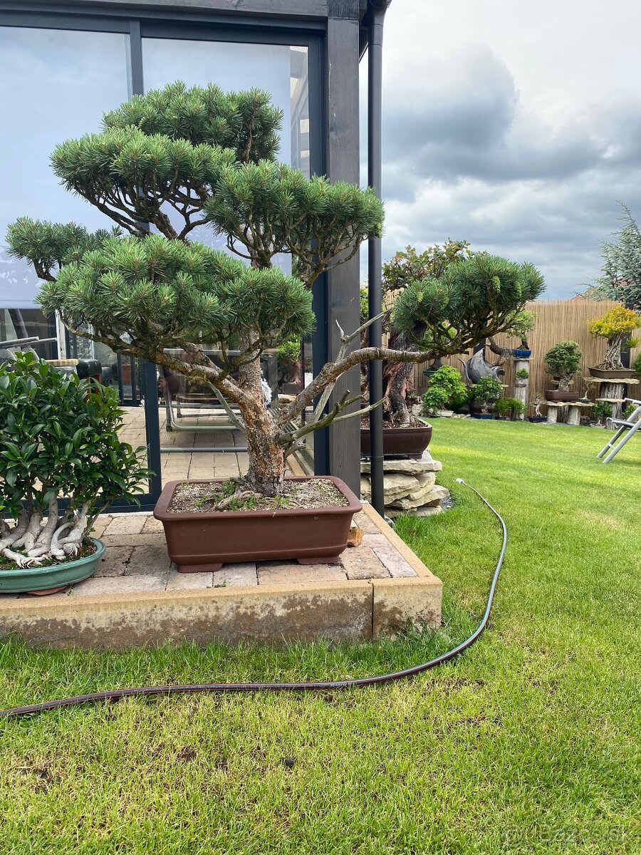 Borovica - záhradný bonsai - 3