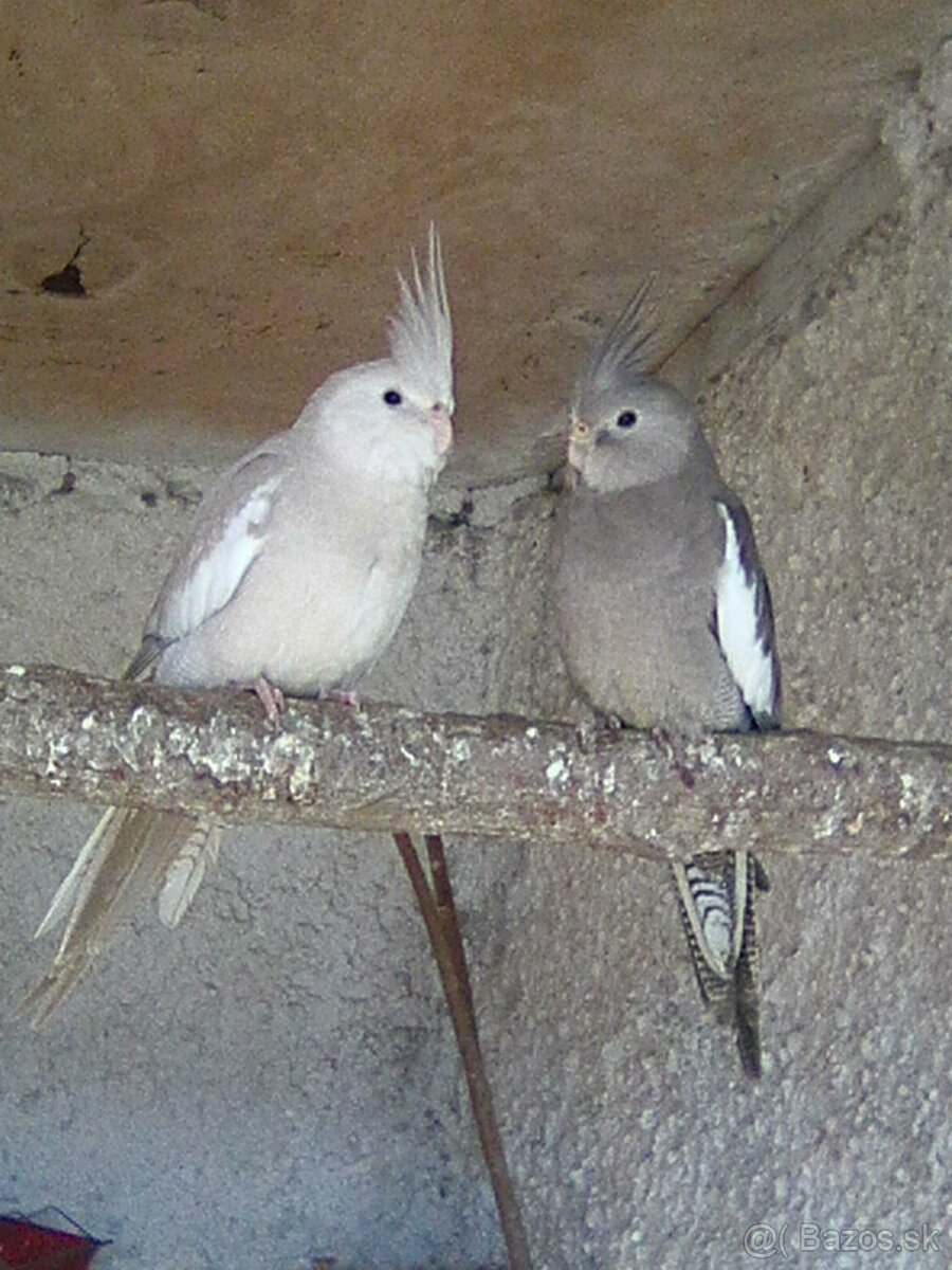 bielohlave korely,,, - 3