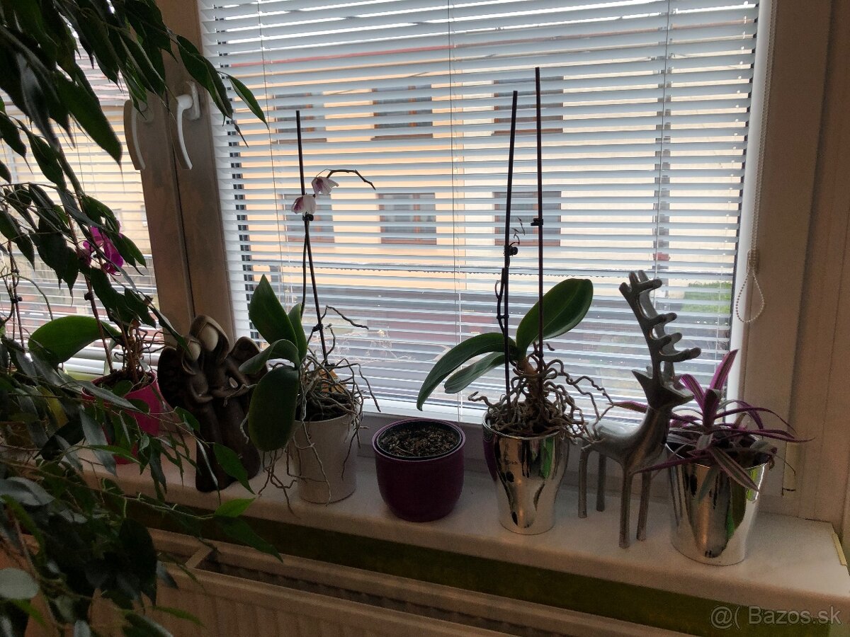 Orchidea s kvetinačom -1 ks 12 eur - 3