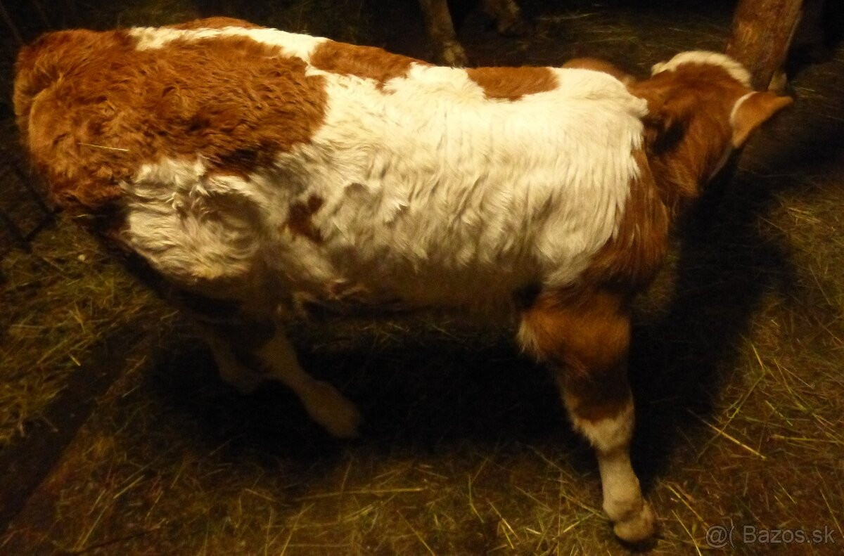 býk - 3