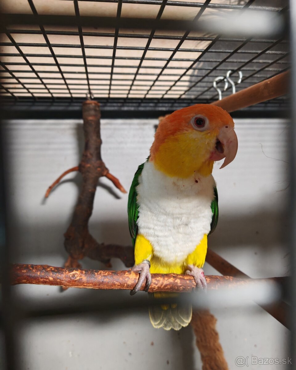 Amazonik bielobruchý - 3