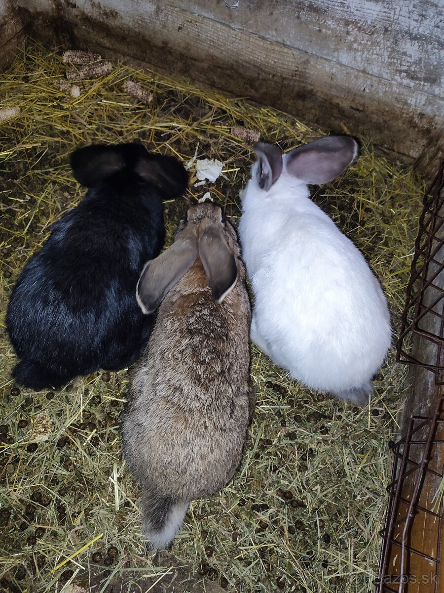 Nemecký obrovitý strakáč - 3