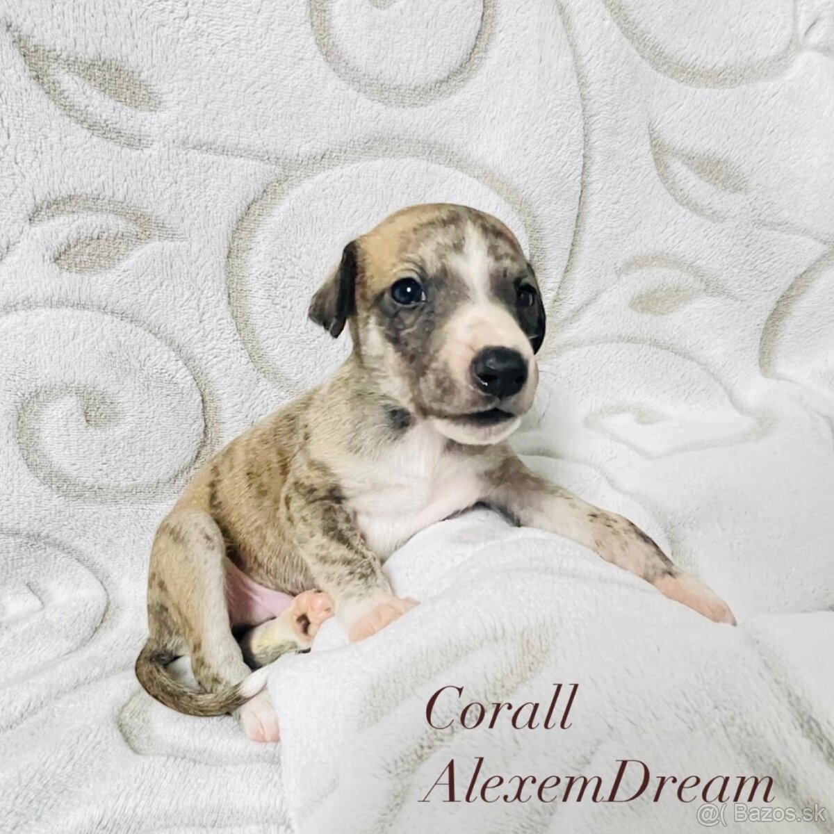 Whippet , Vipet s PP - 3