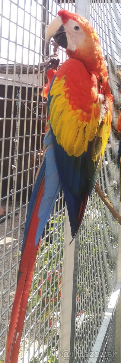 ARA arakanga macao - 3