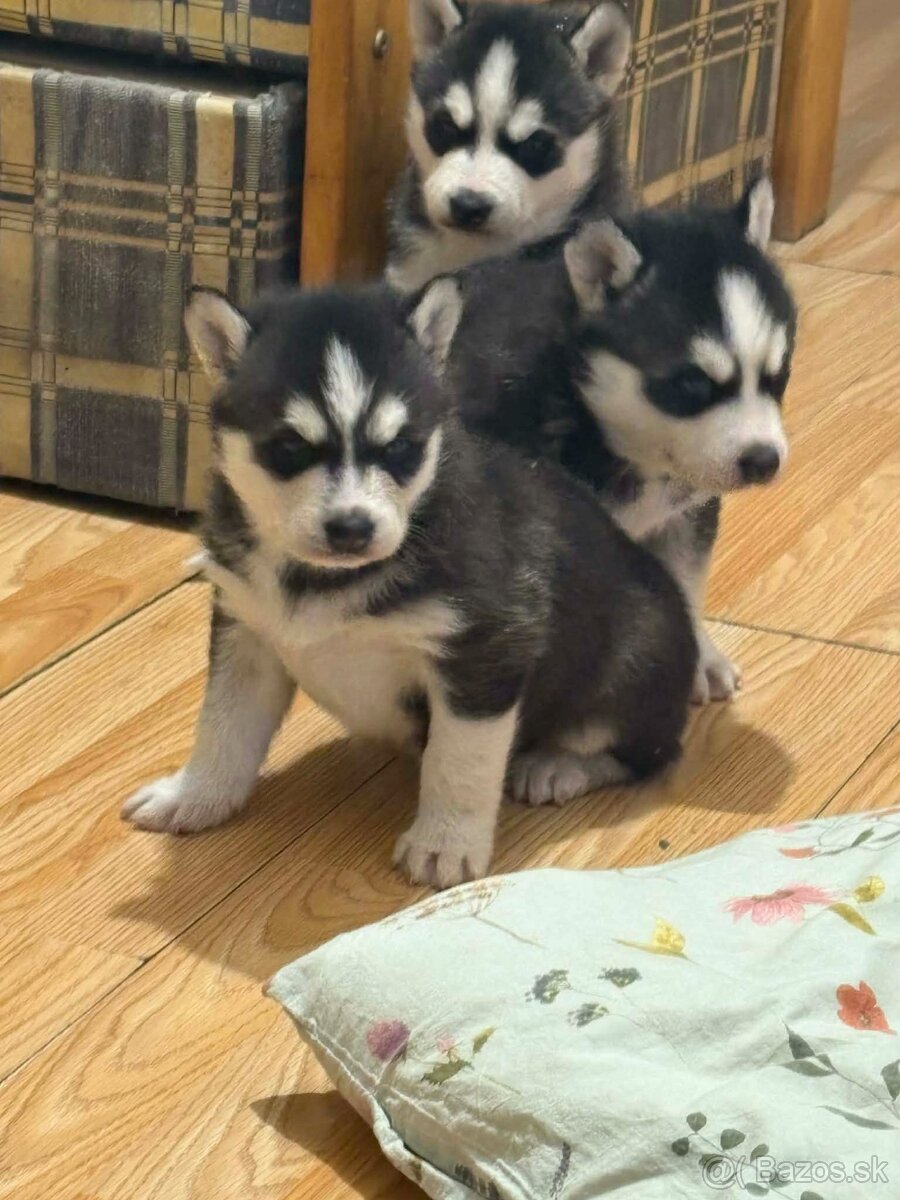 Sibírsky husky na predaj - 3