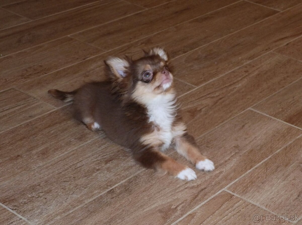 ČIVAVA - psík s PP - 3