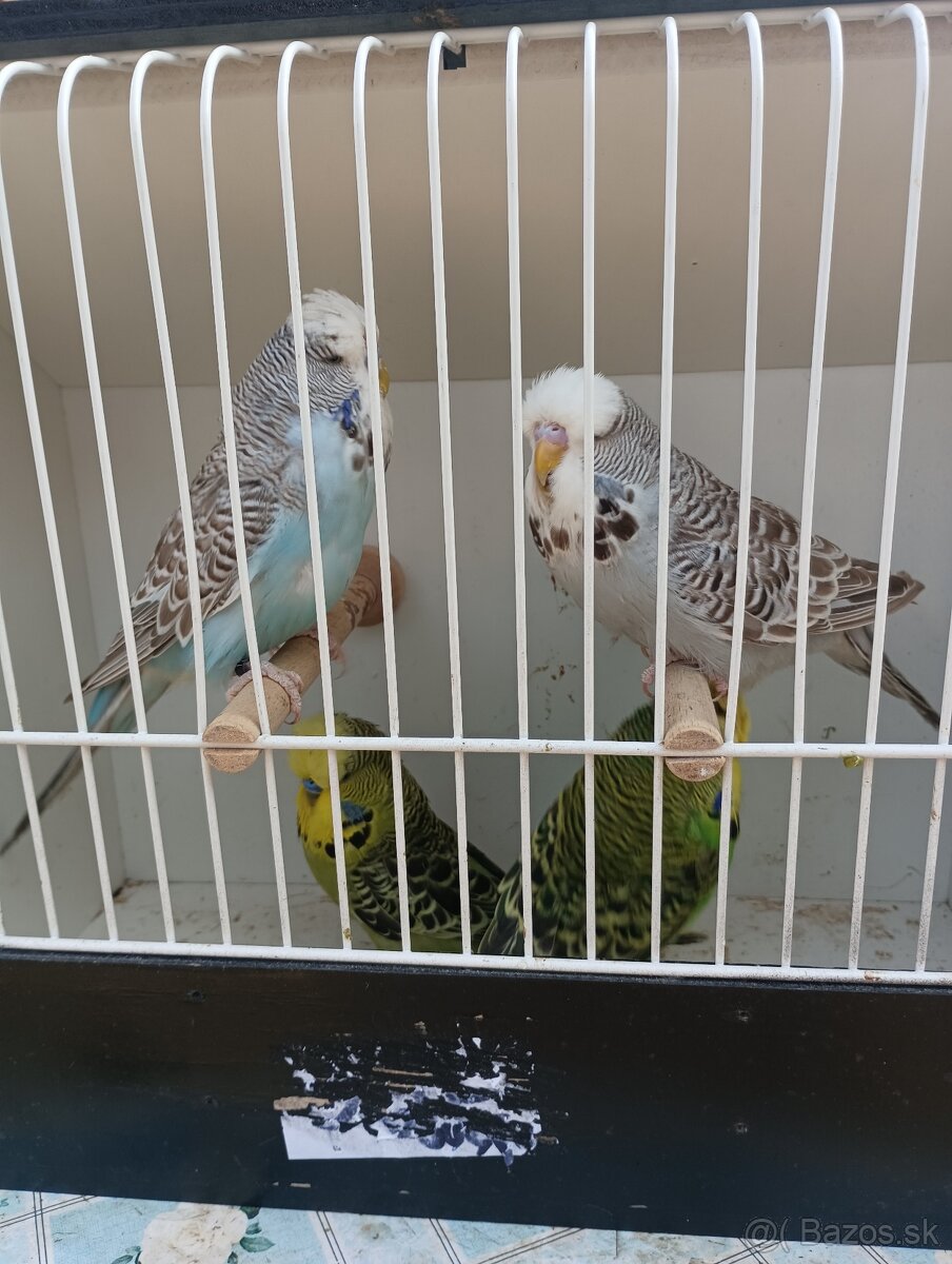 Výstavné andulky - 3