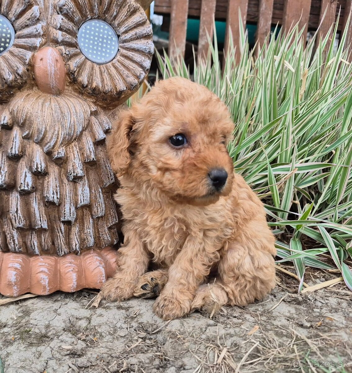 Predam stenata Pudel maly - 3