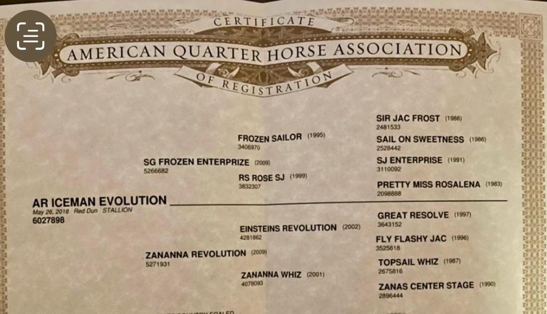 Reining QH valach - 3