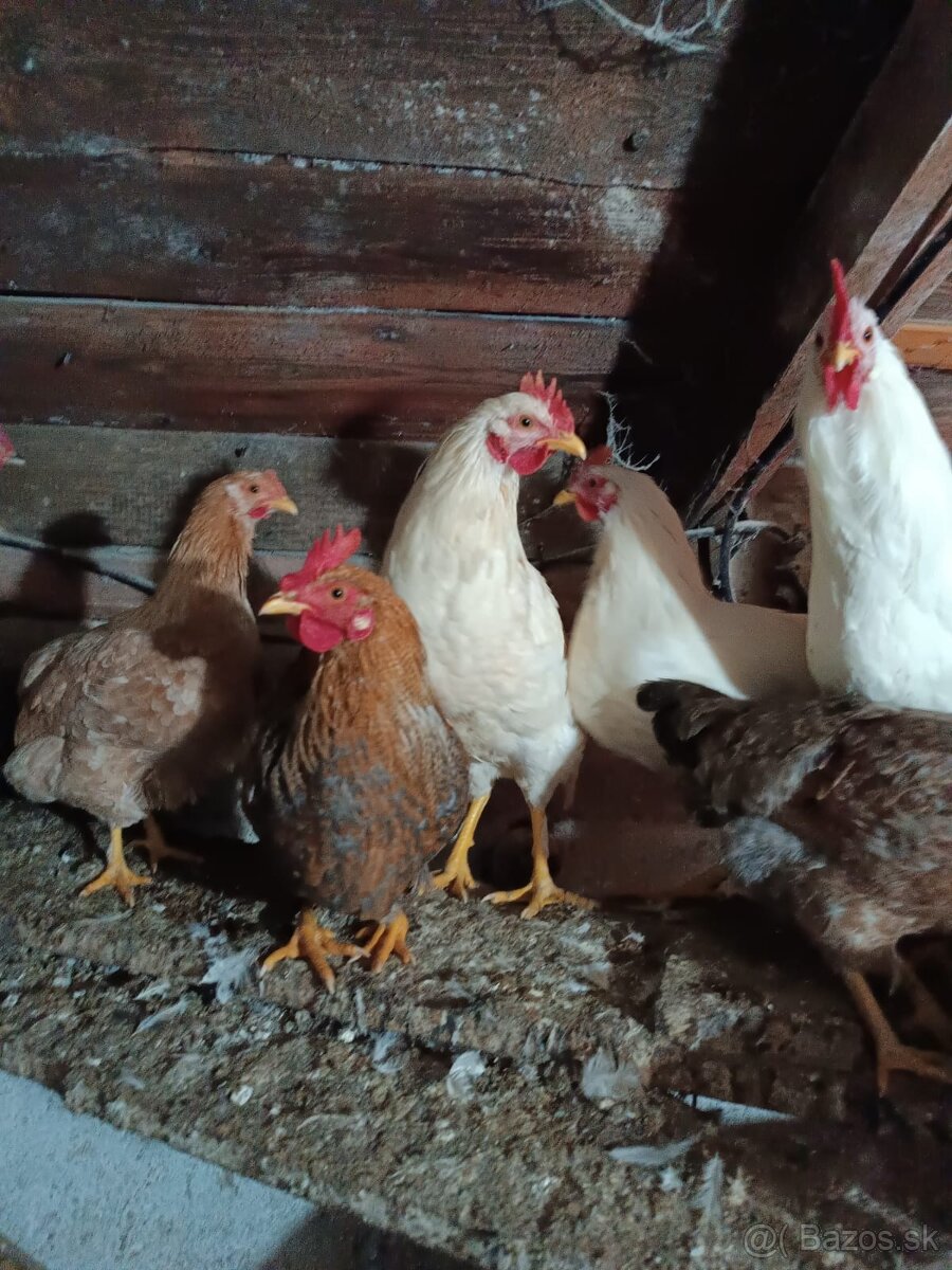 Predam kohuta - 3