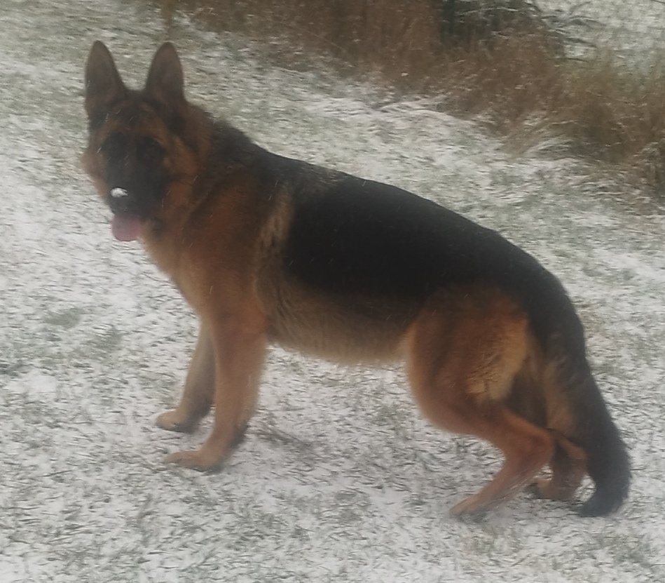 Nemecký ovčiak - 3