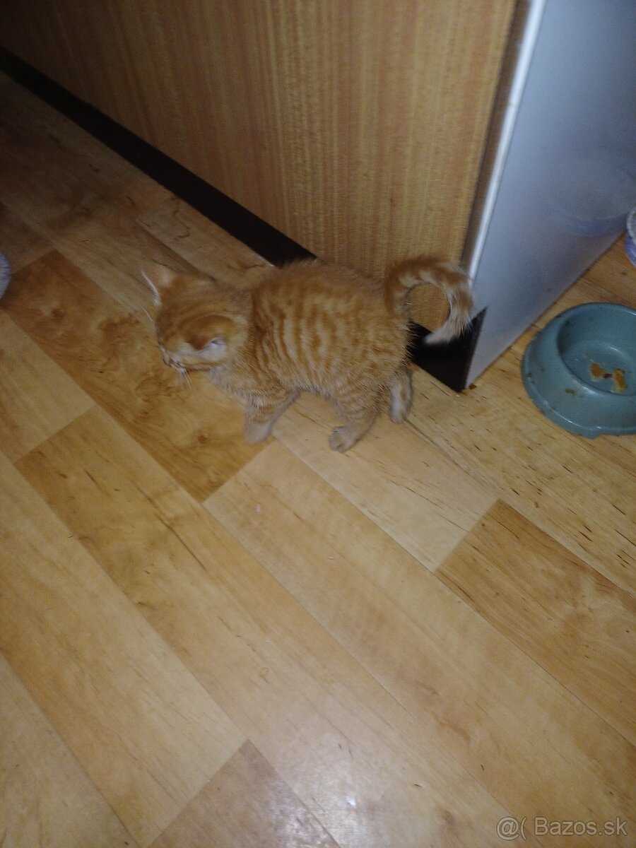 Darujem mačičky - 3