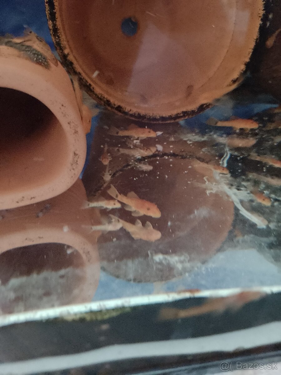 Ancistrus red, prisavník závojnatý. - 3