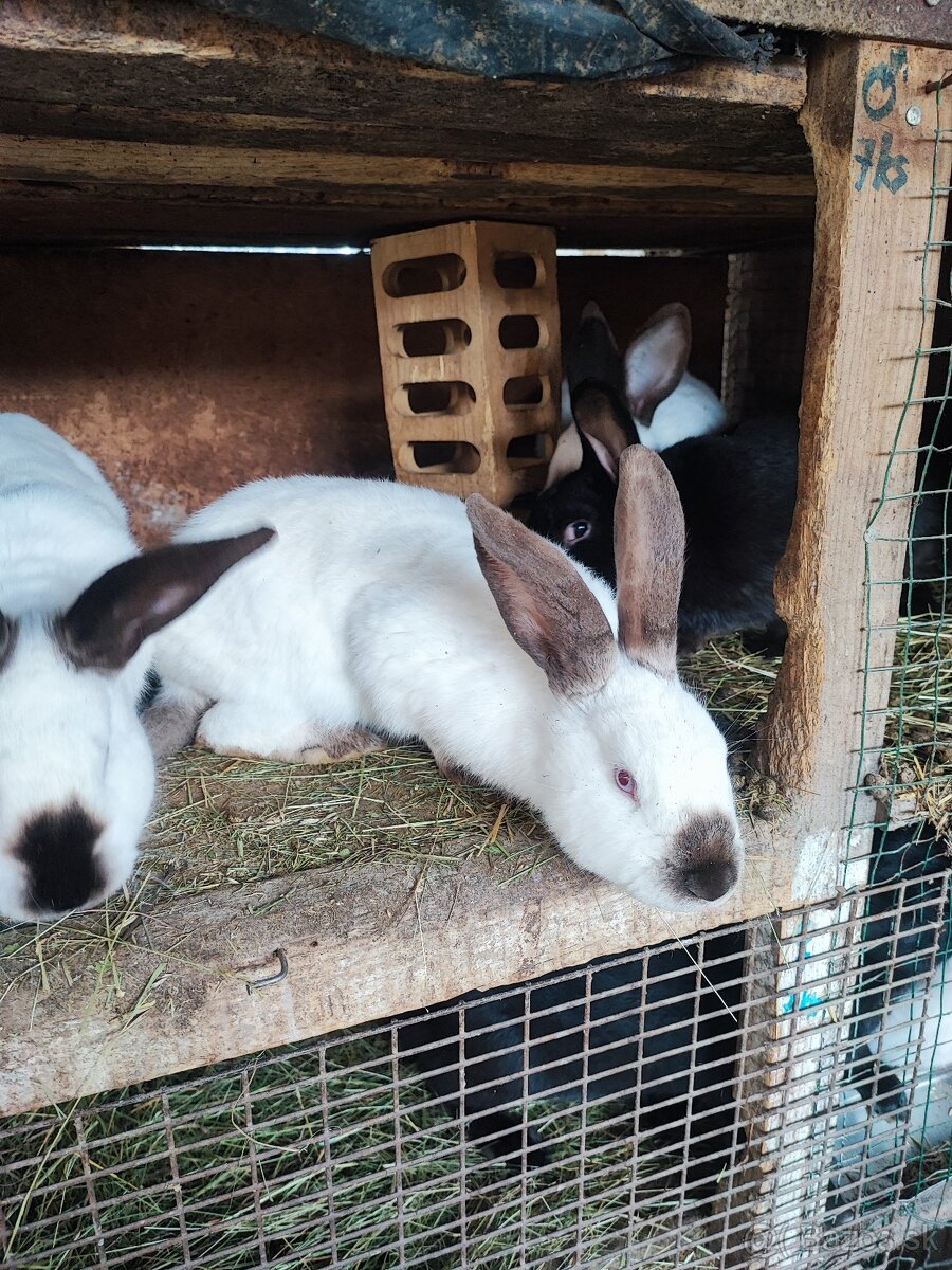 Kalifornsky biely králik - 3