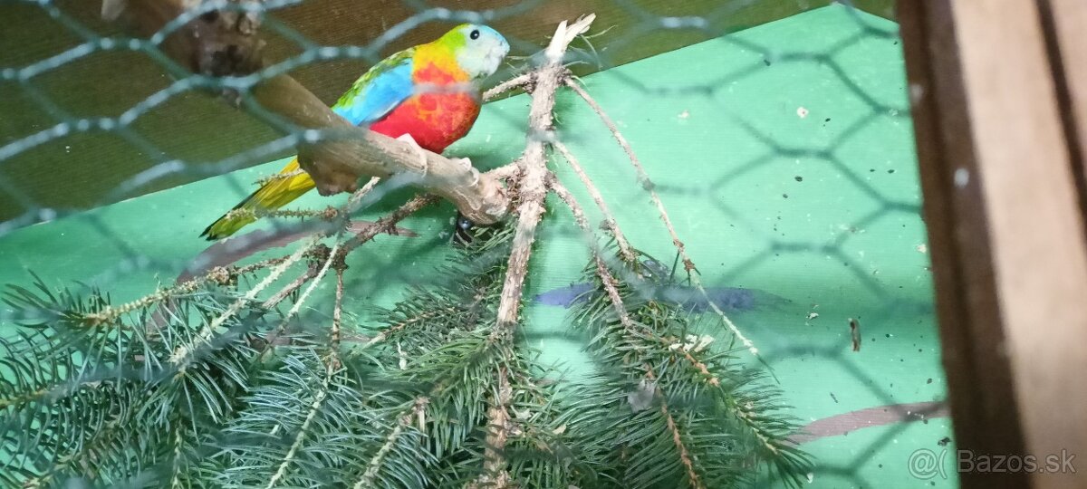 Neofema tyrkysová - 3