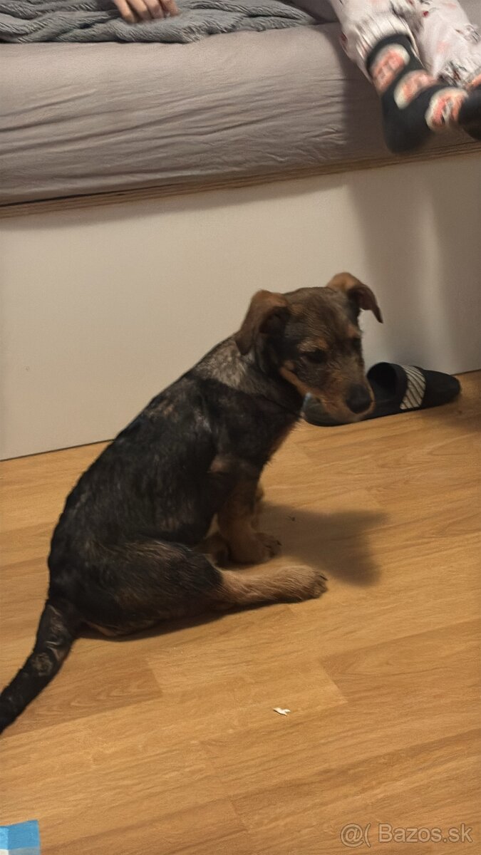 Predám šteniatko - 3