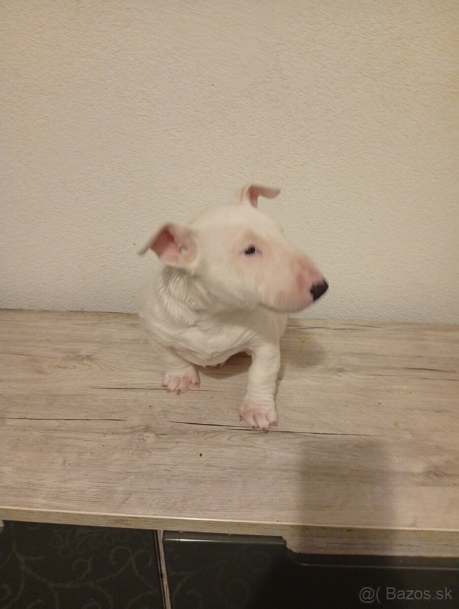 Predám bulteriéra fenku - 3