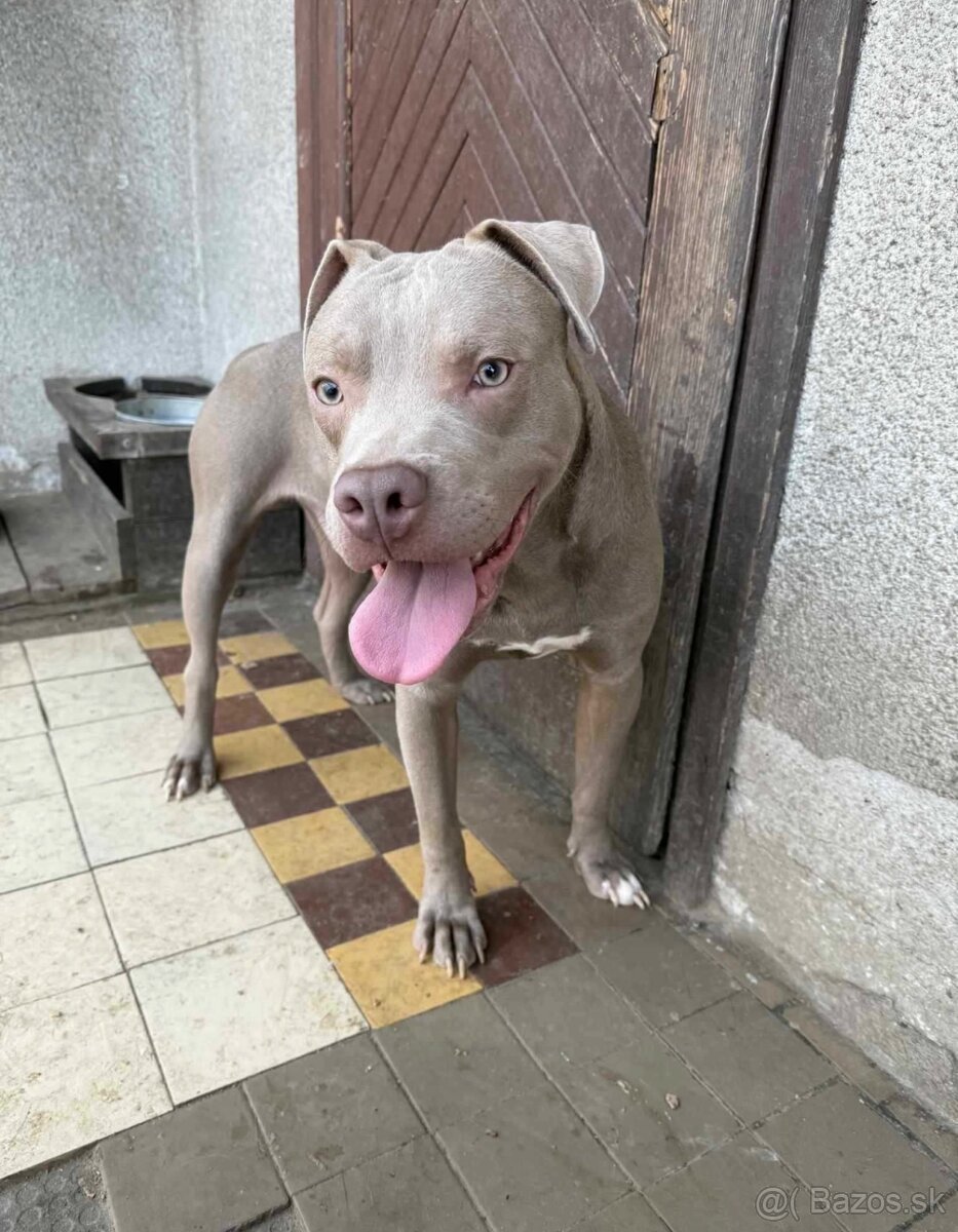 Americký pitbulterier - 3