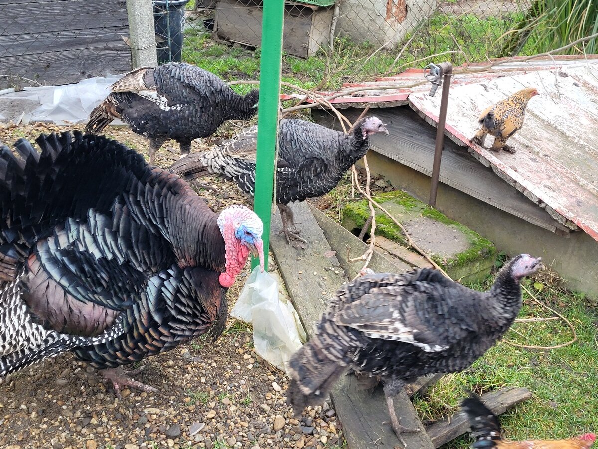 Morky mladé tohtoročné 2025 - 3