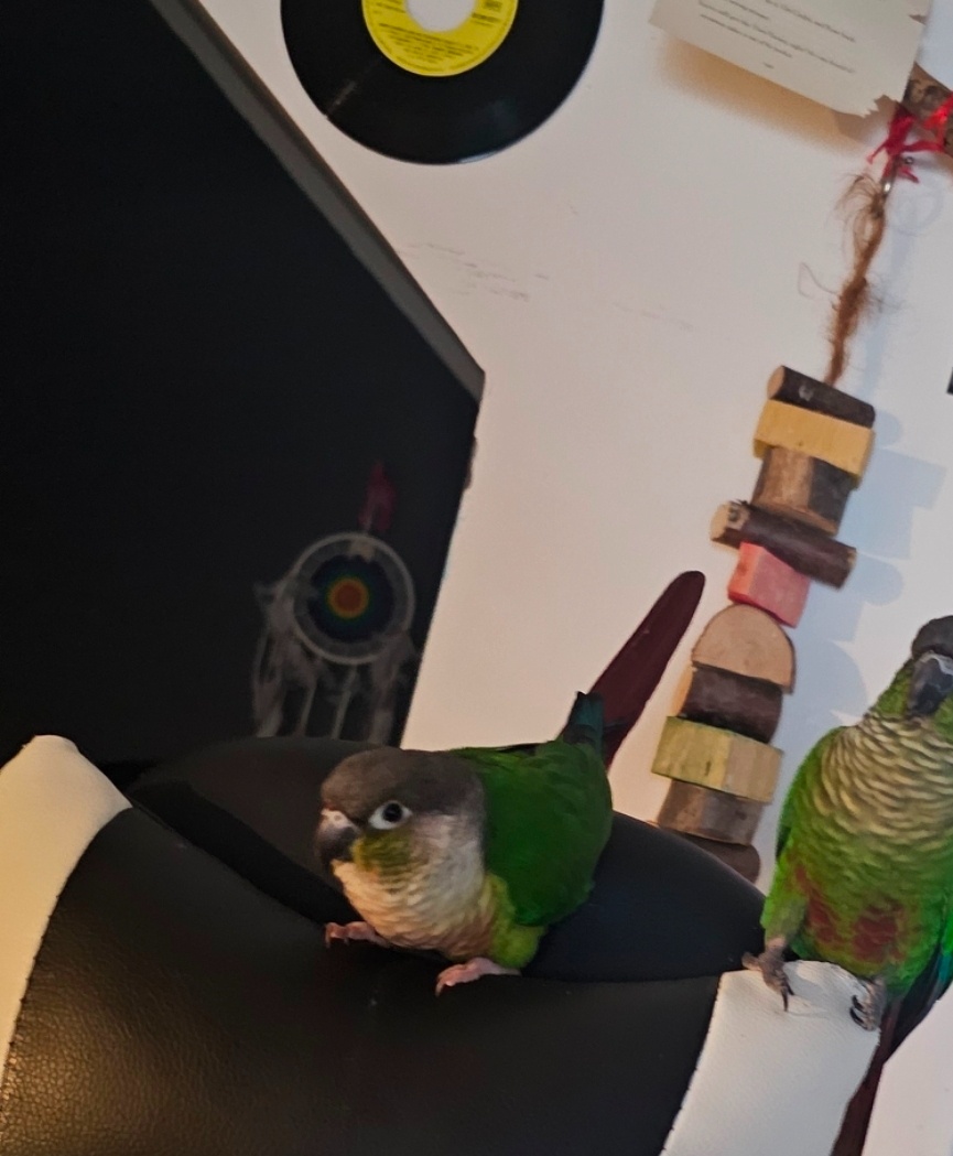 Predám papagája – Pyrrhura (samec) - 3