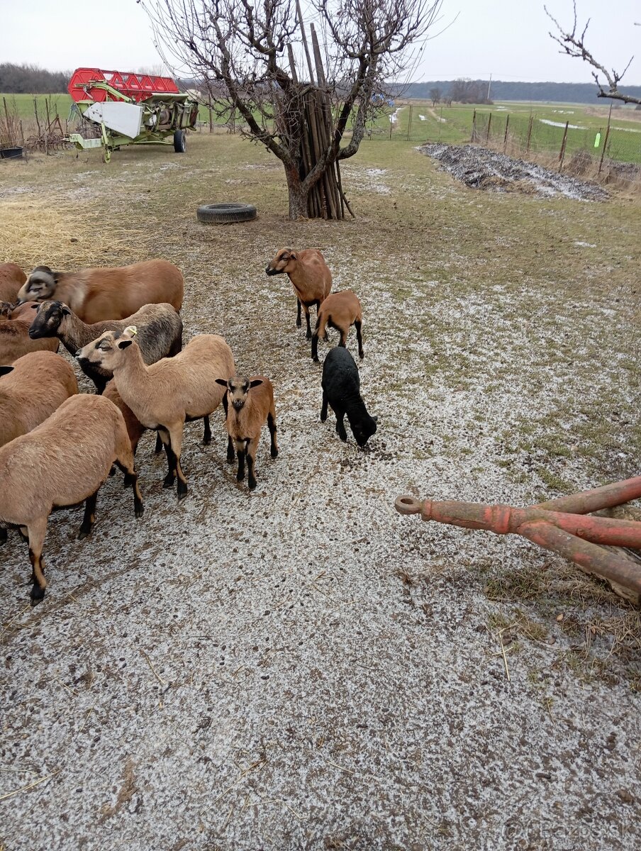 Predám kamerunske ovce - 3