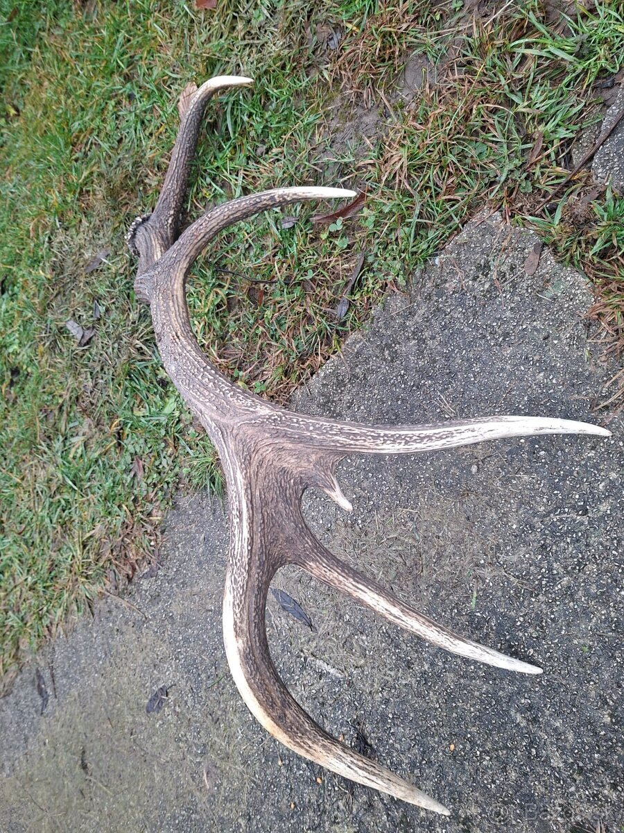 parohy,zhody,parozie,trofeje - 3