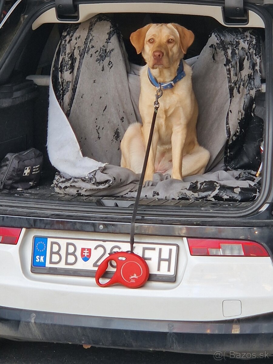 Predám labradorku - 3
