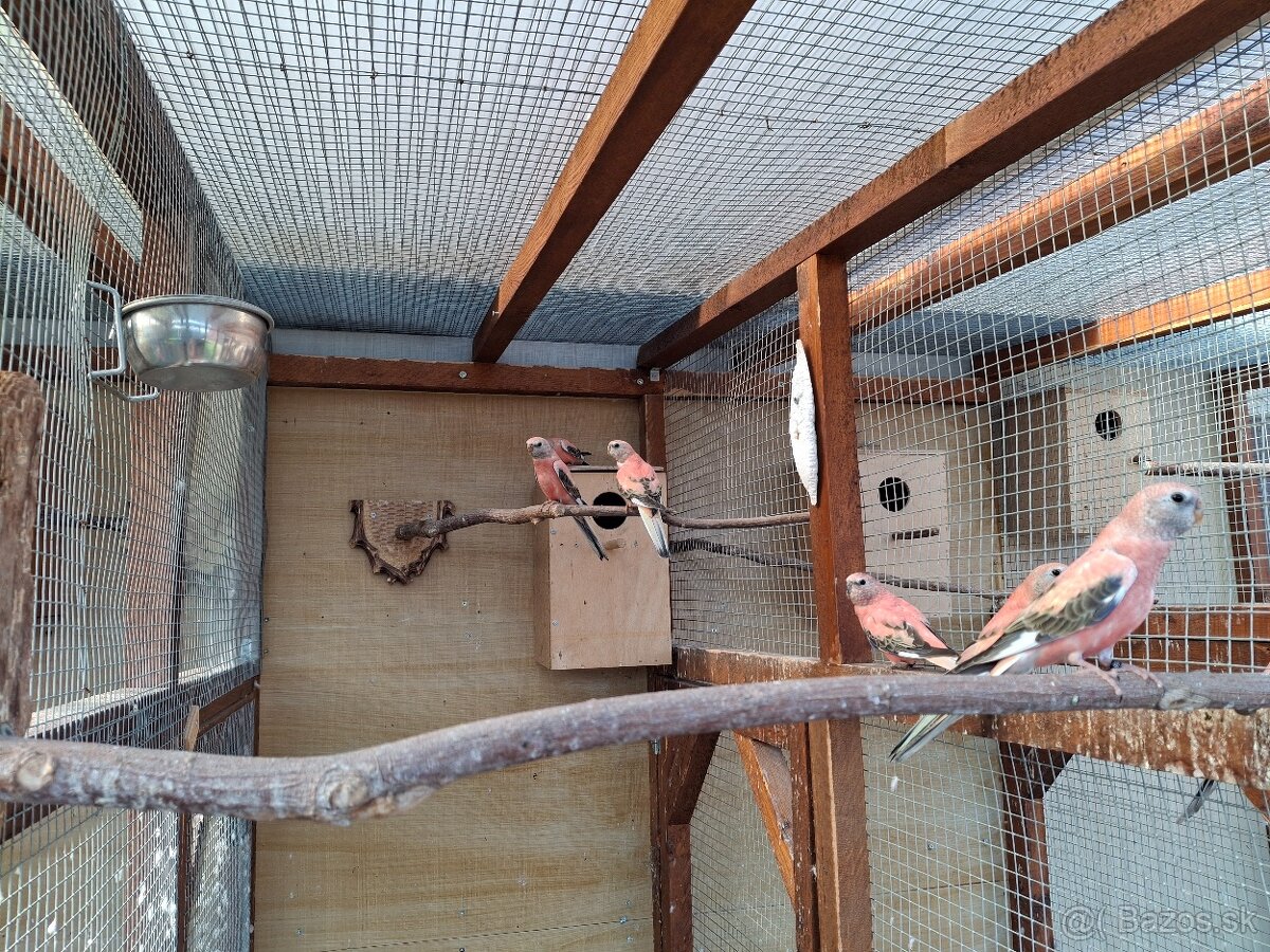 Neofema bourkova - 3