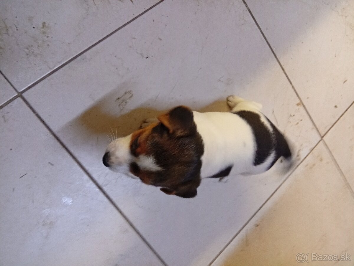 Jack Russell - 3