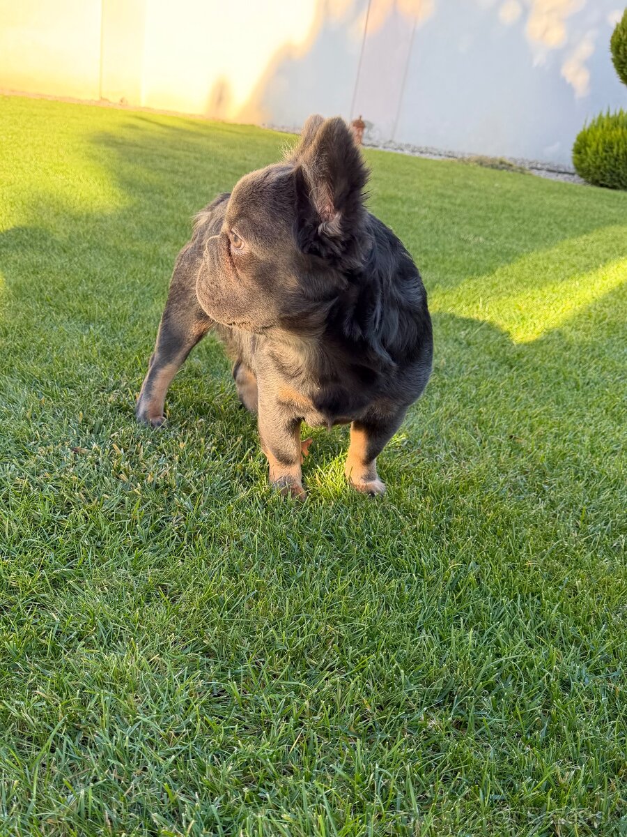 Francuzsky buldoček fluffy big rope fenka a psík - 3