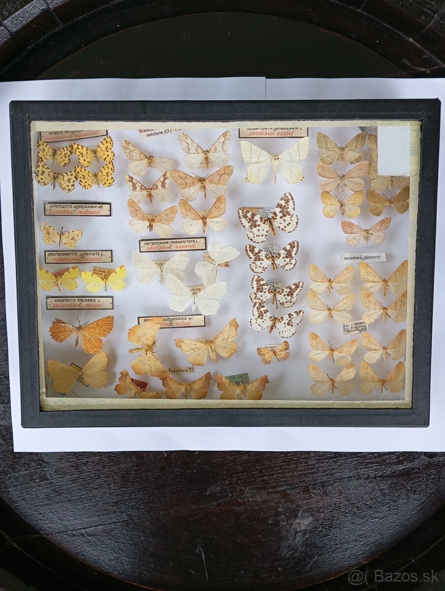 Krásna zbierka Motýľov 2 - 3
