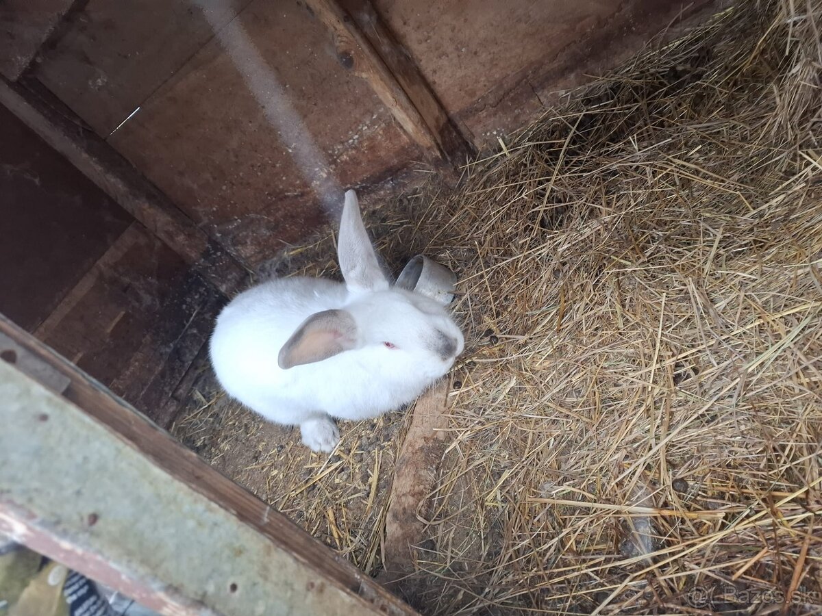 Zajace na predaj - 3