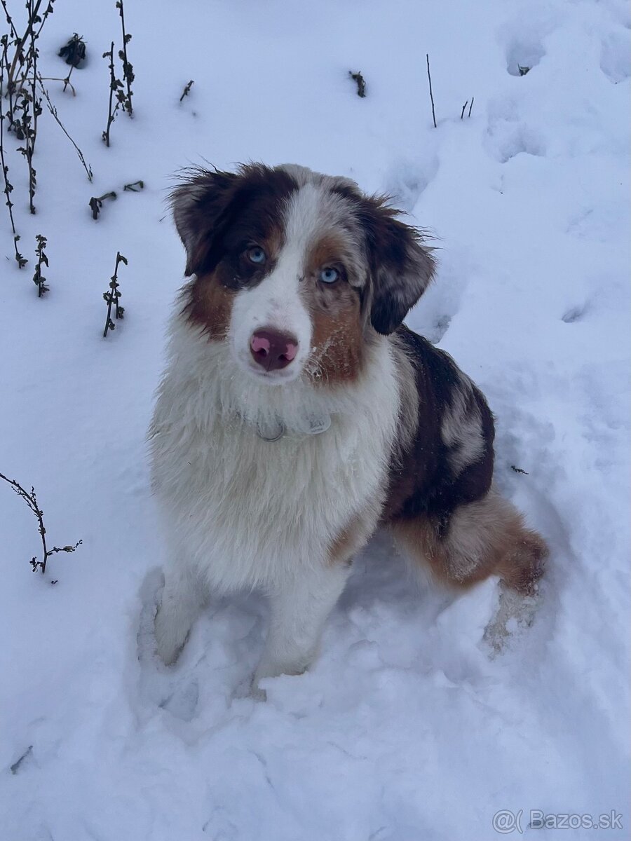 Austrálsky ovčiak s PP - 3