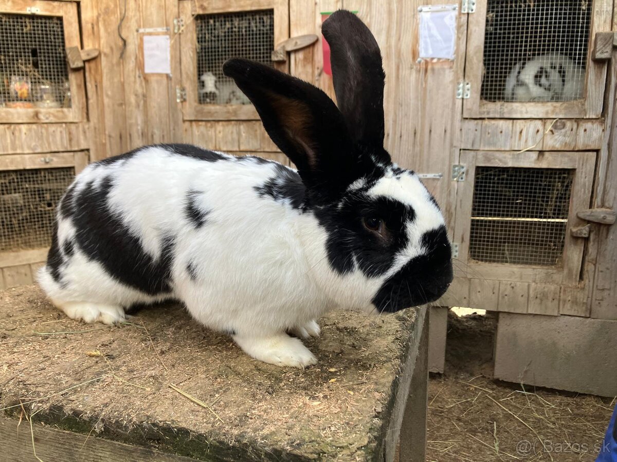 Nemecký obrovitý strakáč - 3