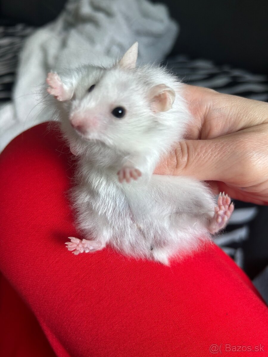 Škrečok sýrsky - 3