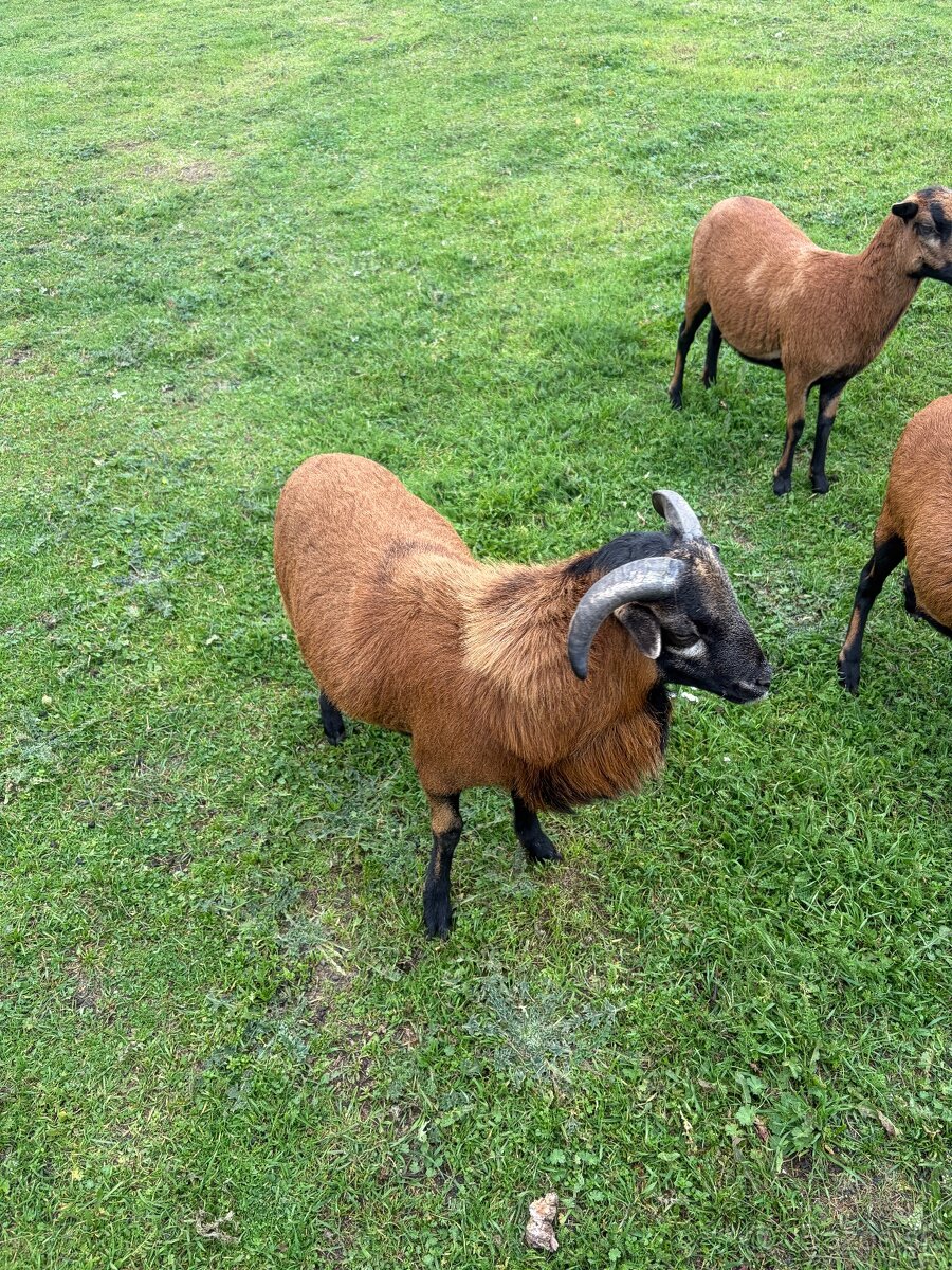 Kamerunske ovce-baran - 3