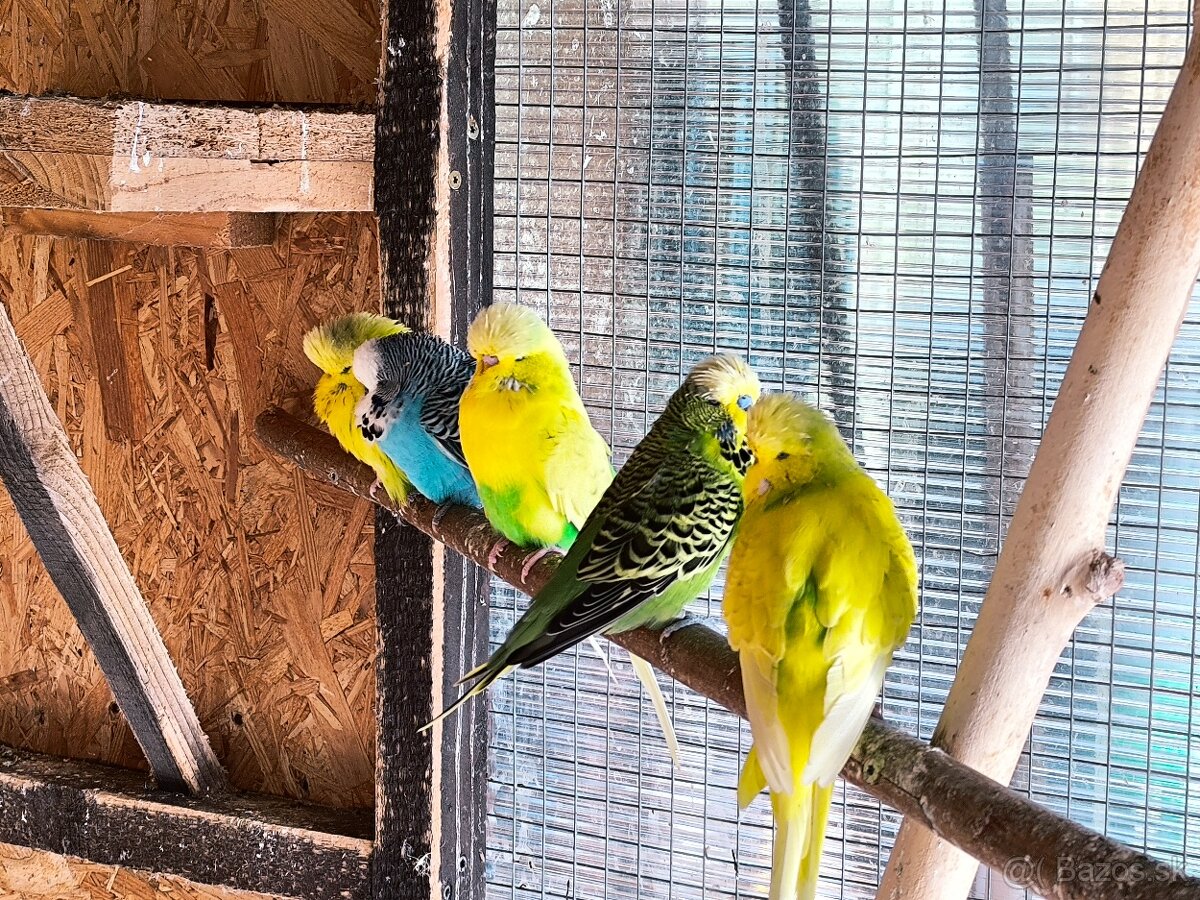 Andulky výstavný typ - 3