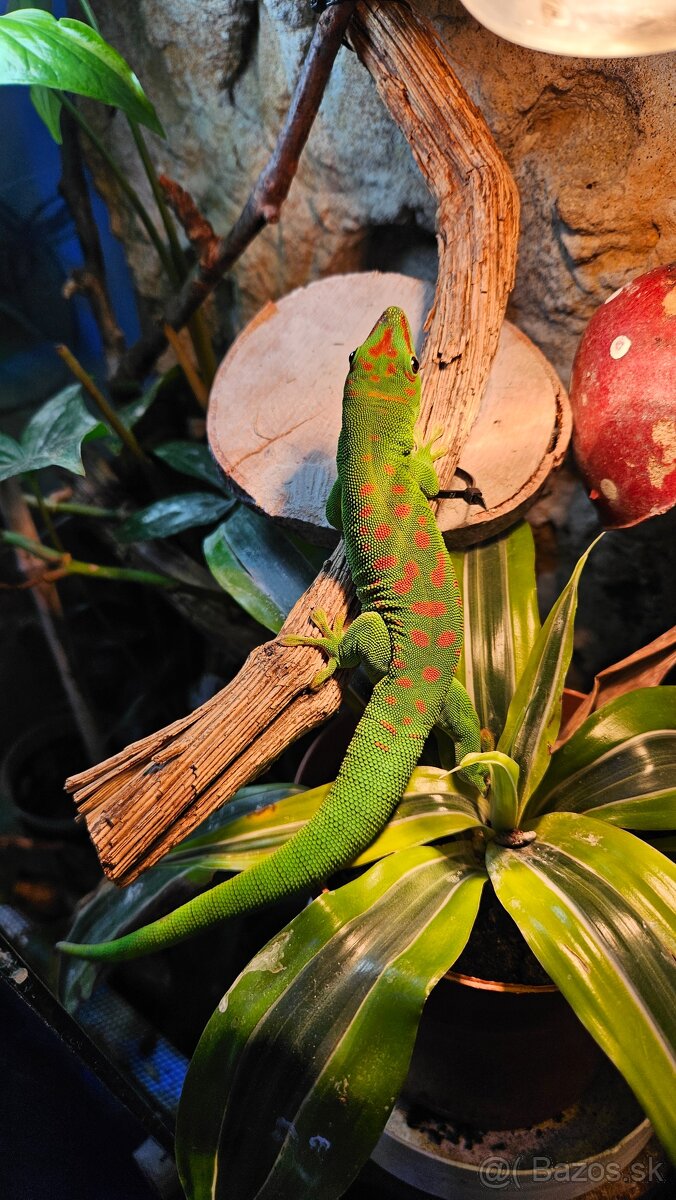 Felzuma Madagaskarská - 3