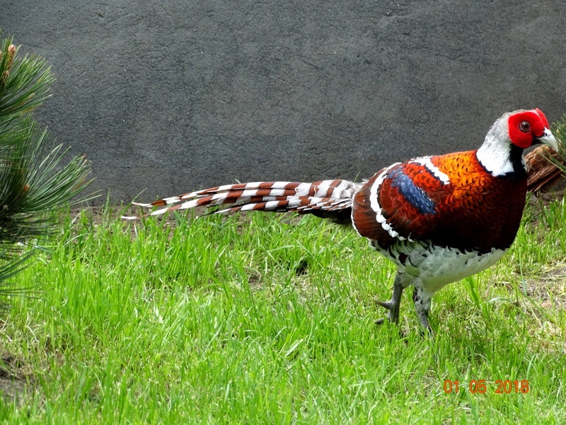 Bažant Eliotov, 1.1 - 3