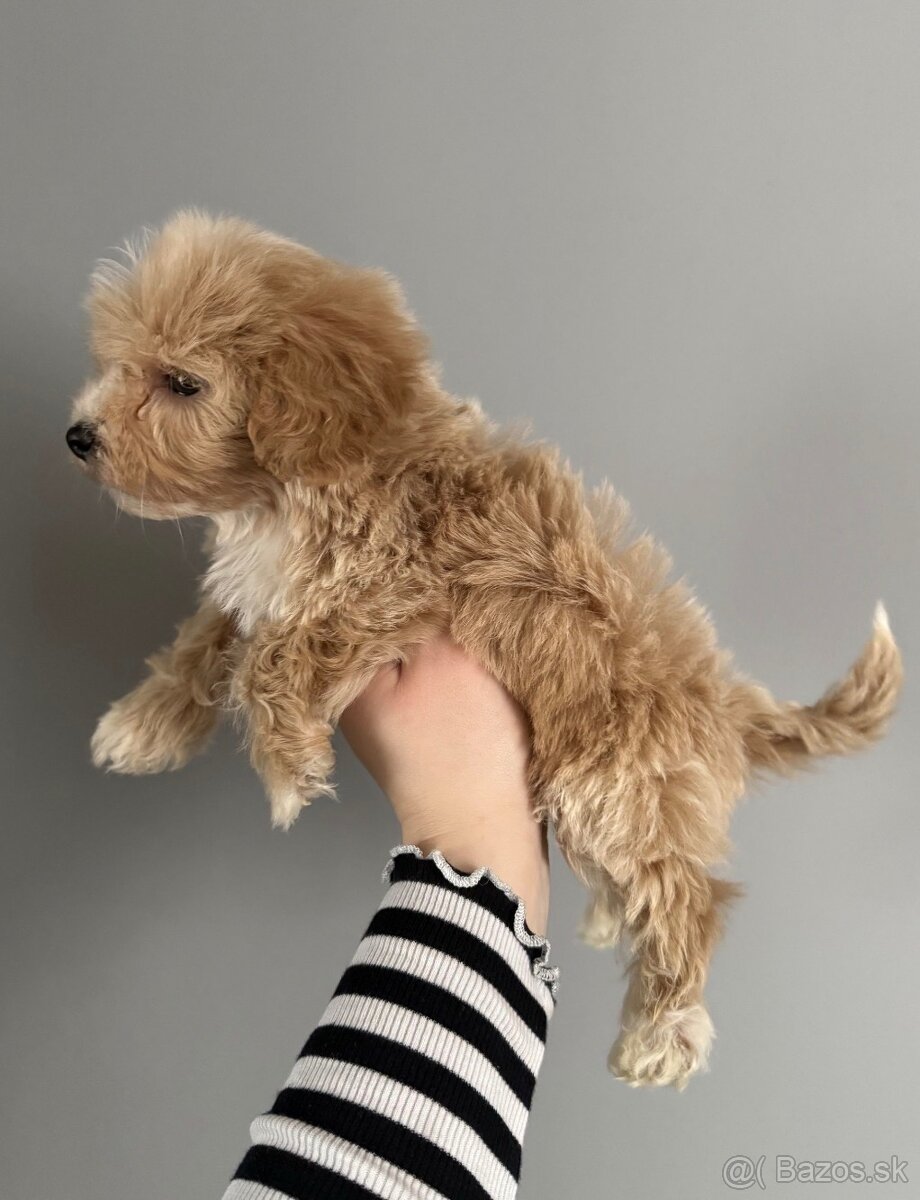 Šteniatko maltipoo psík - 3