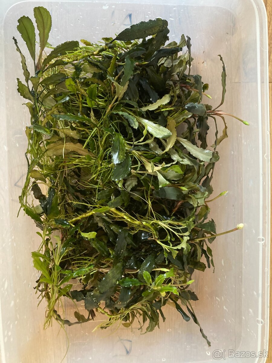 Akváriové rastliny - 3