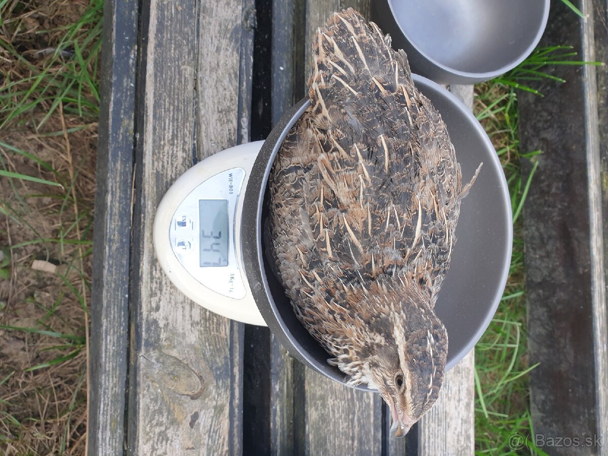 Japonské prepelice Faraon - 3