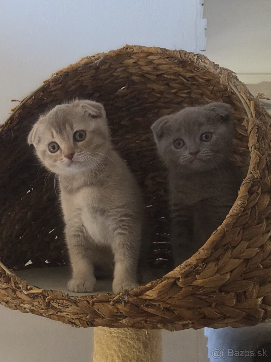 Škótske klapouché mačičky - 3