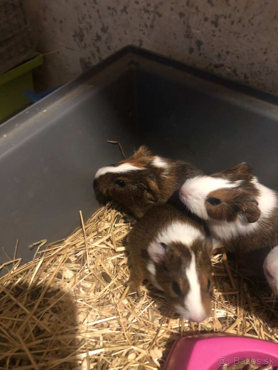 Darujem Morčatka odber možný hneď - 3