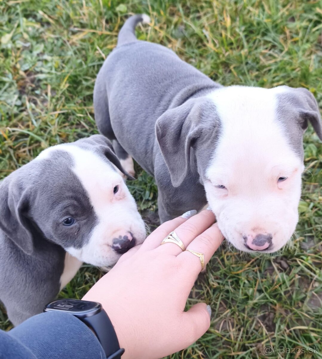 Americký stafordšírsky teriér - 3
